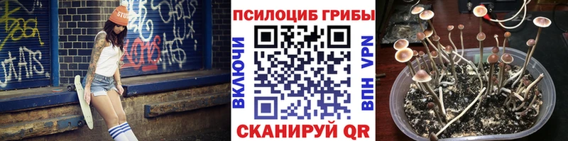 Купить где  Томари  Псилоцибиновые грибы Cubensis 